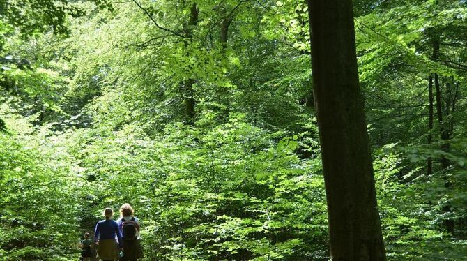 Wandern wollen Urlauber nicht mehr einfach irgendwo. Gefragt sind zunehmend Wege mit hohem Erlebniswert.