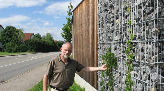 Reicht das als Bepflanzung? Bauamtsleiter Lothar Walker an der Lärmschutzwand in der Tübinger Straße.  GEA-FOTO: -JK