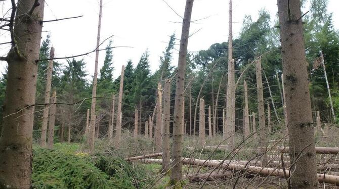 Kahlschlag durch die Kräfte der Natur im Dußlinger Wald