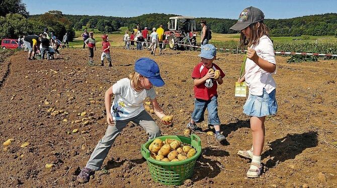 Eine der Atraktionen des Kartoffelfests in St. Johann, das Kartoffellesen für Kinder. GEA-Foto: Pacher