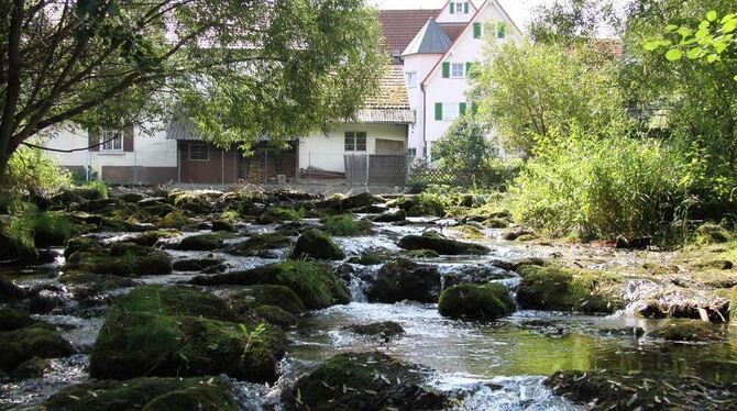 Die Steinlach in Mössingen fließt hinter dem Wehr bei der Kugelbeer (Kante in der Bildmitte) am Mühlengärtle vorbei. Nicht übera