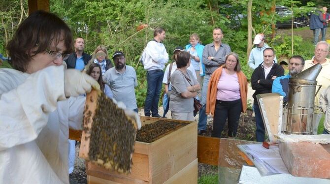 Keine Angst vor Stichen: Imkerin Susanne Wannenwetsch zeigt Teile eines Bienenvolks vor.