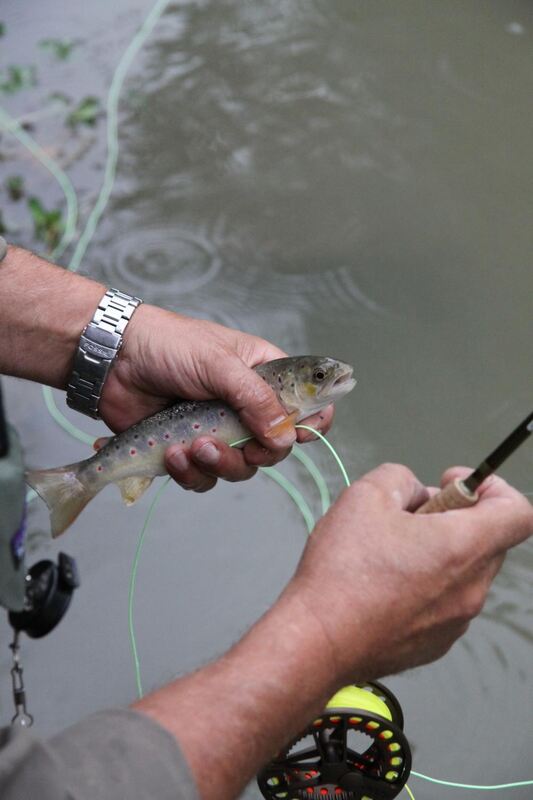 Fliegenfischen in der Steinlach August 2012