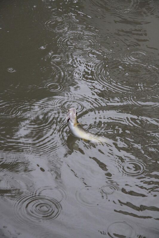 Fliegenfischen in der Steinlach August 2012