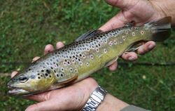 Fliegenfischen in der Steinlach August 2012