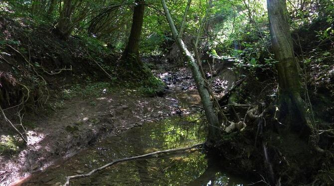 Ein idyllischer Bachlauf, mal versteckt im Unterholz, mal im Wald und zwischen Büschen - doch wenn er losgelassen, kann der Firs