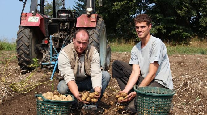 Belana ist die Favoritin von Oliver Blankenhorn (links) und Landwirtschaftspraktikant Jonas Reichenecker.	GEA-FOTO: GEIGER