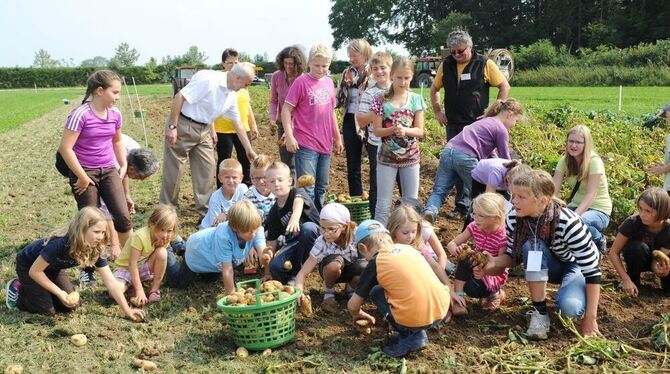 Wenn viele Hände, auch prominente, beim Kartoffellesewettbewerb anpacken, ist das eine Sache. GEA-Foto: Pacher