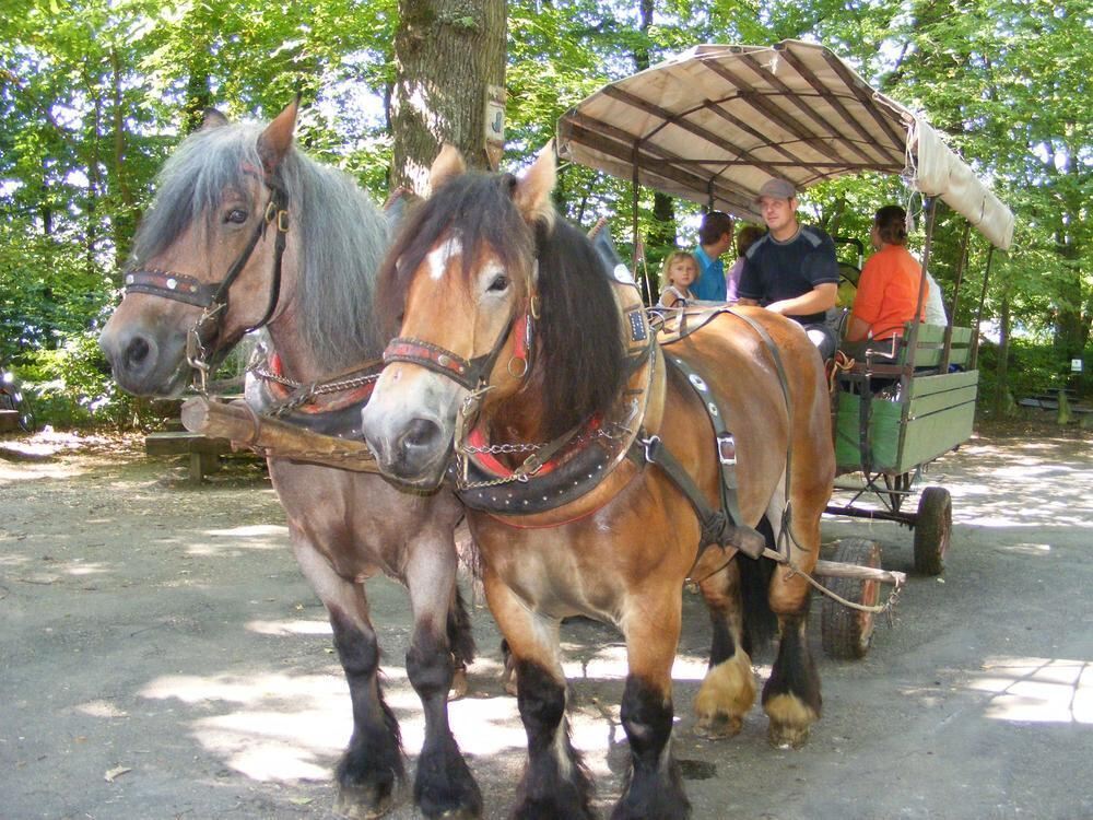 100 Jahre Arboretum in Grafenberg 2012