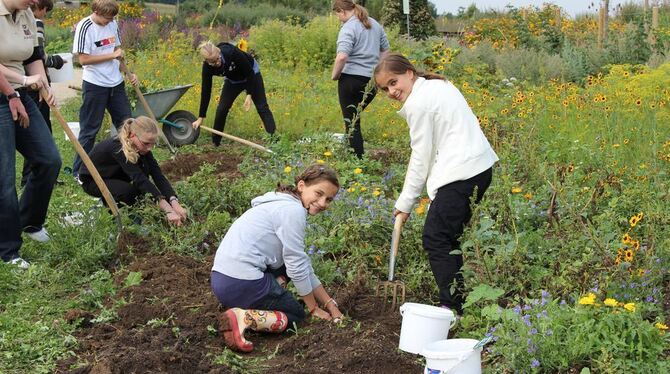 Schwerer als erwartet: Mit Gabel und Harke ernteten die Miniköche ihre Kartoffeln von Hand. FOTO: SCHEURER