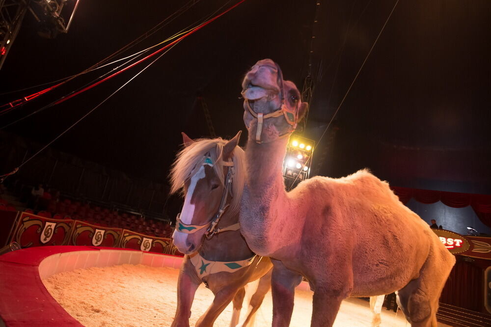 Zirkus Probst Reutlingen 2012