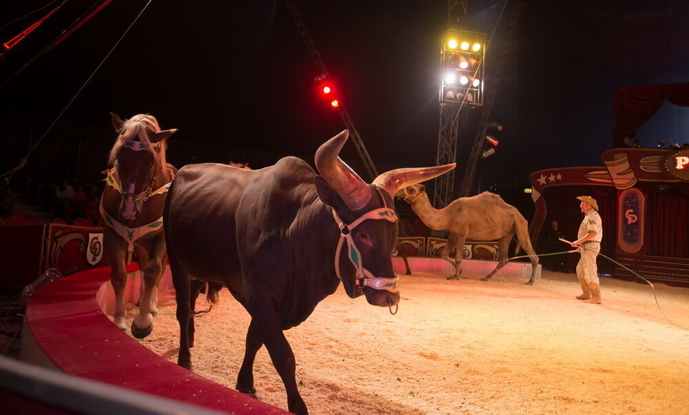 Zirkus Probst Reutlingen 2012