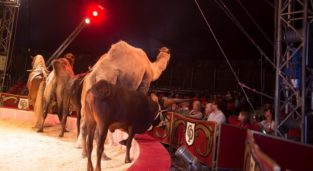 Zirkus Probst Reutlingen 2012