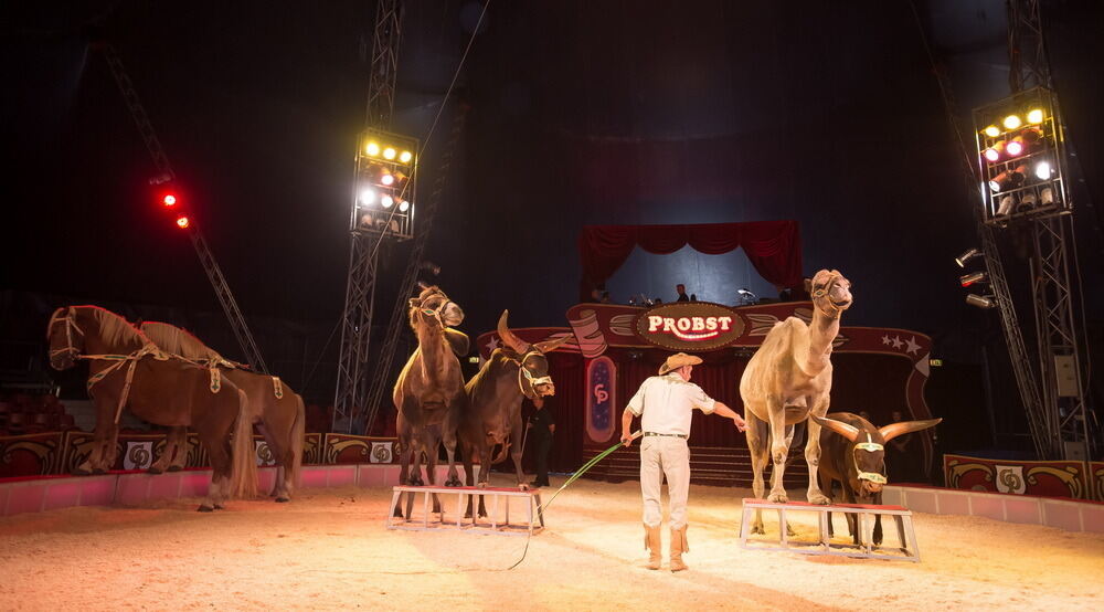 Zirkus Probst Reutlingen 2012