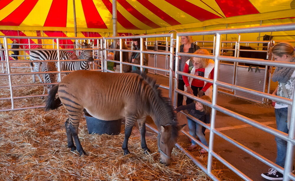 Zirkus Probst Reutlingen 2012