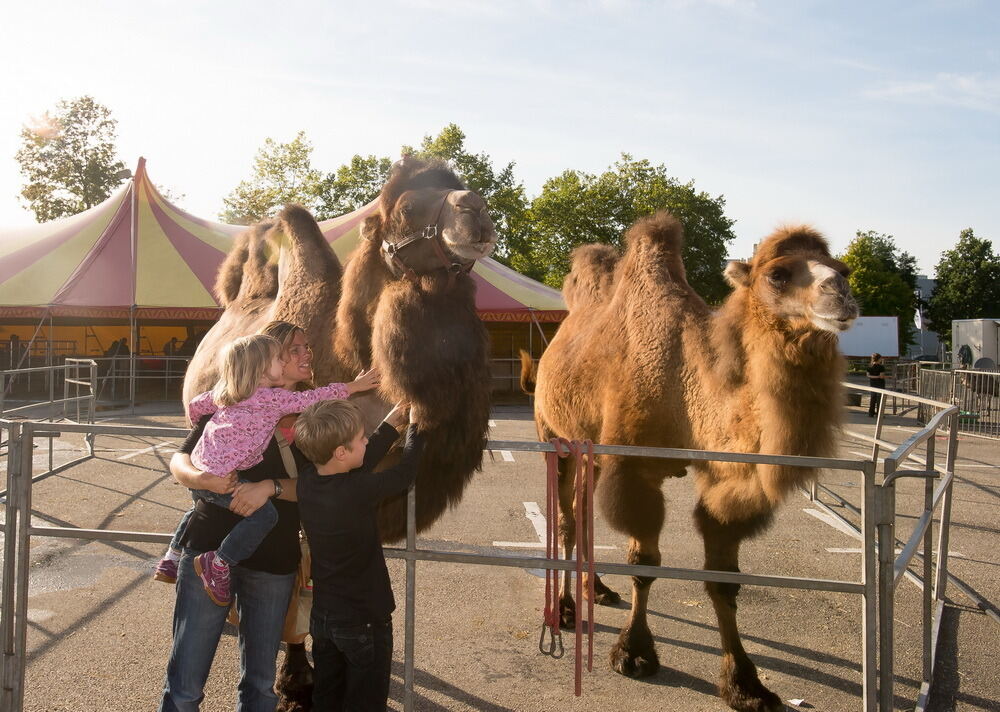 Zirkus Probst Reutlingen 2012