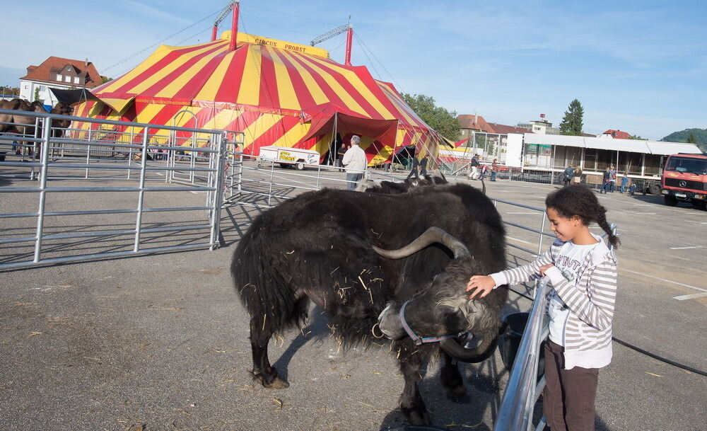 Zirkus Probst Reutlingen 2012