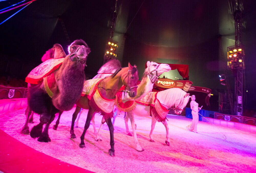 Zirkus Probst Reutlingen 2012