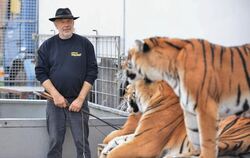 »Das sind keine Streicheltiger«, sagt Tierlehrer Dieter Dittmann - und wehrt sich gegen Vorwürfe militanter Tierschützer. FOTO: 