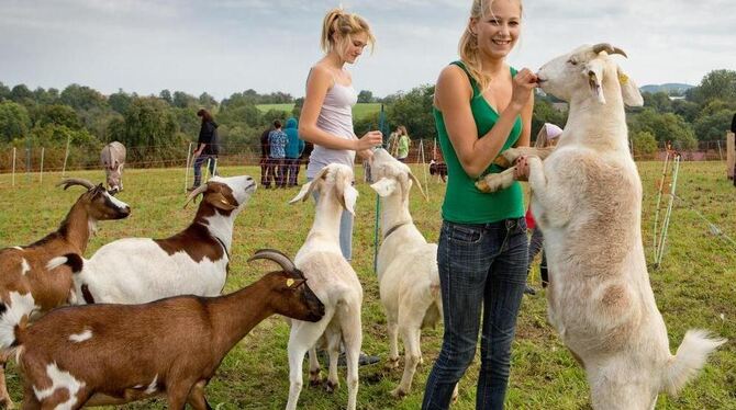 »Raubtierfütterung« beim Erntefest auf dem Listhof: Hella Schwegler (vorn) und Aline Buiatti mit hungrigen Ziegen.  FOTO: SCHREI