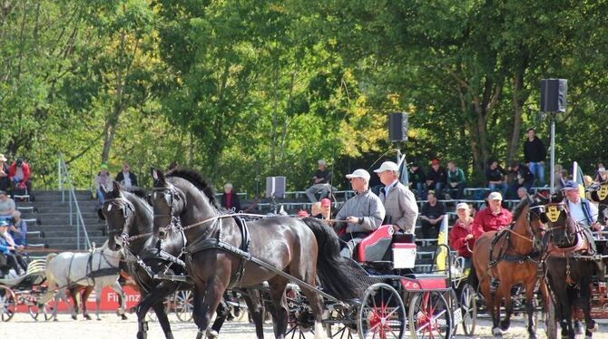 Fahrkunst in Vollendung zeigen 16 Gespannfahrer aus ganz Baden-Württemberg in der großen Zweispänner-Quadrille.  GEA-FOTO: GEIGE