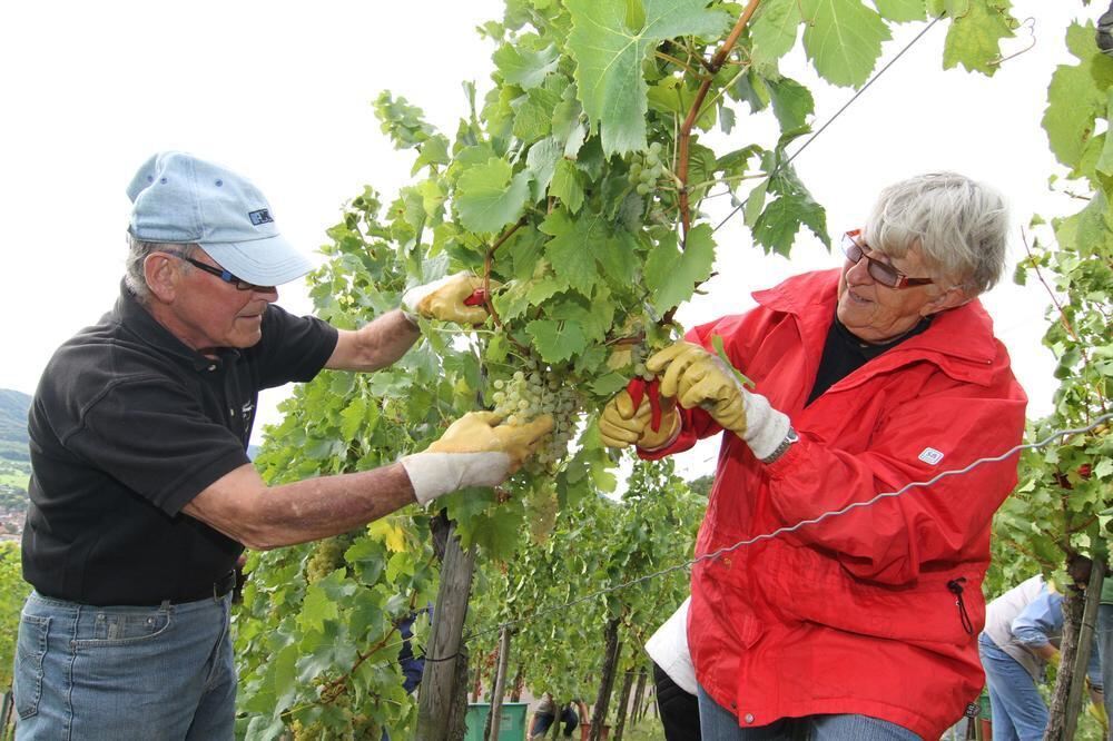 Weinlese Metzingen 2012