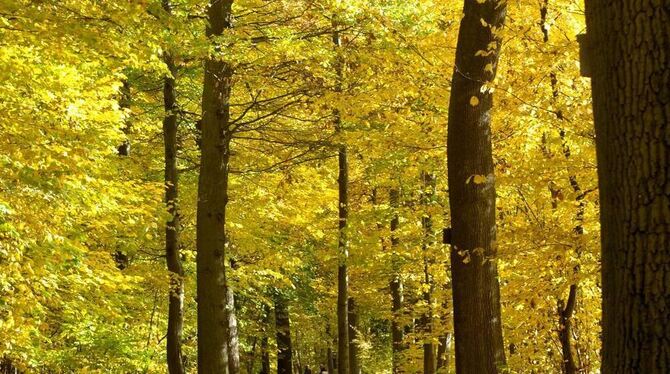 Ist wunderschön, macht aber eine Menge Arbeit: Herbstlaub.