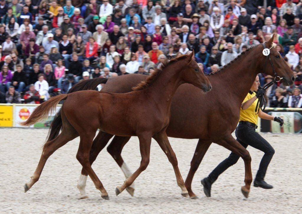 Hengstparade Marbach September 2012