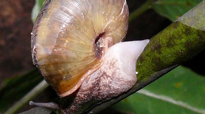 Japanische Schnecke, die sich zum Selbschutz selbst zerstümmelt. Der abgeworfene Fuß kann nachwachsen. Foto: Masaki Hoso 