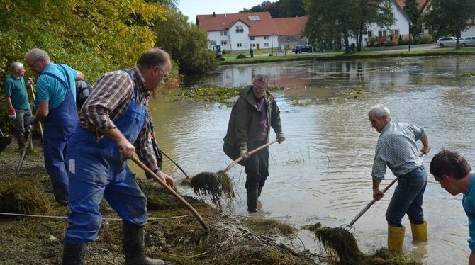 Mit speziellen Rechen haben Freiwillige und Bürgermeister Michael Donth jetzt wieder die Hüle in Zainingen geputzt.  FOTO: MAR