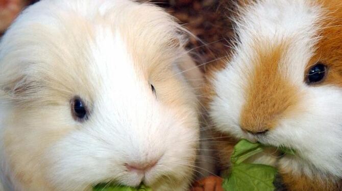 Menschen mögen ein Single-Dasein ganz gut verkraften, Meerschweinchen eher nicht. Foto: Horst Ossinger