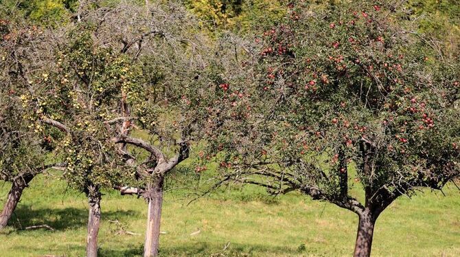 Ein Kulturlandschaftsgut ersten Ranges: Die vielen Streuobstwiesen im Kreis Reutlingen bedürfen regelmäßiger Pflege. Ein Landschaftserhaltungsverein könnte da viel bewirken.   FOTO: DPA