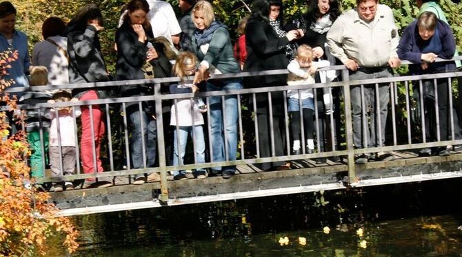 Welche Ente macht das Rennen? Die Besucher des Honauer Apfelfests beobachten die Gummitiere auf der Echaz. FOTO: LEIPPERT