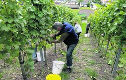 Weinlese wie hier in Neuhausen ist Teamarbeit (Archivfoto).