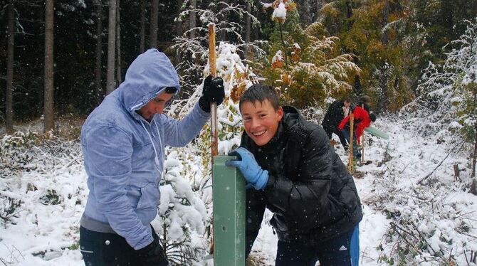 Eichen im Tessinwald, gepflanzt für Gustav-Werner-Schule Walddorfhäslach. FOTO: STEIDLE