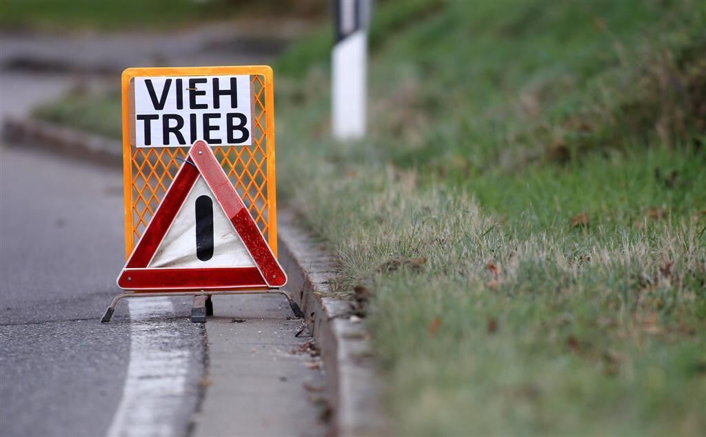 Turbulenter Almabtrieb durch Indelhausen 2012