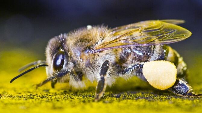 Die Europäische Honigbiene (Apis mellifera carnica) ist ein faszinierender wie sensibler Organismus, der eine Größe für die Biod