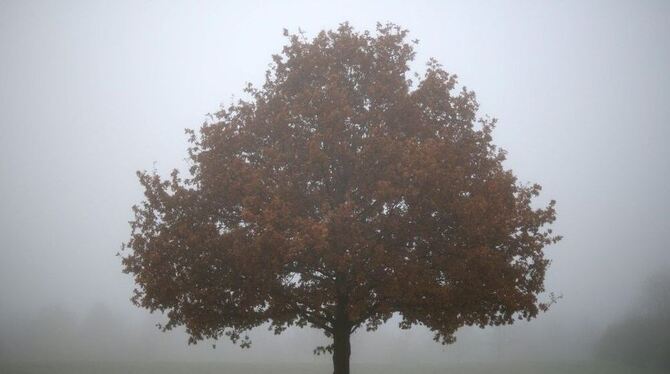 Eichen sorgen langfristig für einen stabilen Wald, auch im Pliezhäuser Forst - sagen jedenfalls die Forstleute.  ARCHIV-FOTO: DPA