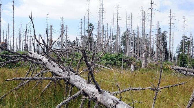 Bannwald bei Kaltenbronn im Schwarzwald. FOTO:DPA