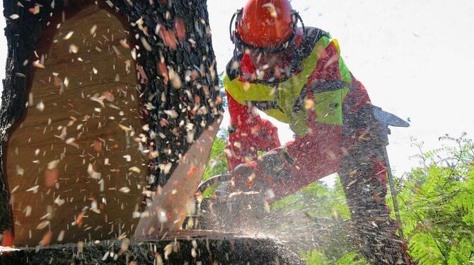 Der Lichtensteiner Forst macht weniger Holz. Eine Folge davon ist: Das Brennholz wird von 2013 an versteigert. GEA-ARCHIVFOTO: DPA