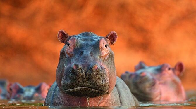 Der Hippo-Pool von David Fettes ist in der Ausstellung »Wildlife Photographer of the Year« im Naturkundemuseum zu sehen. FOTO: DAVID FETTES/WPY 2011