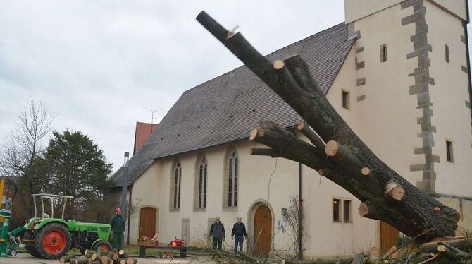 Und sie fällt: Die alte Linde litt unter Pilzbefall, nachdem bei der Renovierung des Kirchplatzes ihre Wurzeln beschädigt worden