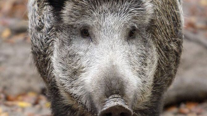 Die Wildschweine haben Hunger, der treibt sie zur Nahrungssuche auf die Fußballplätze. Foto: dpa