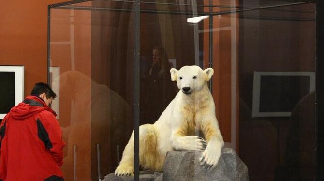 Eisbär Knut als Plastik im Berliner Museum für Naturkunde. Foto: Rainer Jensen