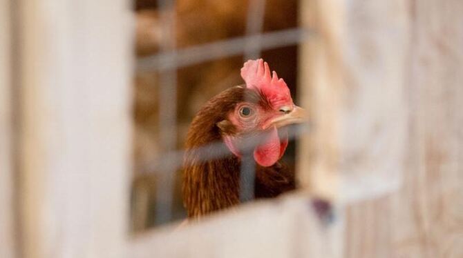 Wenn glückliche Hühner doch nicht ganz so glücklich sind, soll das der Verbraucher in Zukunft schneller erfahren. Foto: Friso