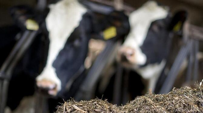 Milchkühe in Niedersachsen haben verschimmelten Mais im Mischfutter gefressen. Foto: Daniel Reinhardt