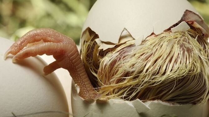 Die ersten Osterküken werden sich voraussichtlich am Wochenende aus den Eiern schälen. Zu beobachten ist dieser Vorgang »live« i