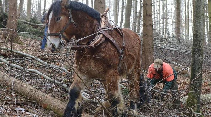 Mit einem PS im Wald bei der Arbeit, denn das lässt den Waldboden vergleichsweise intakt: Die Stämme sind bis zu fünf Meter lang