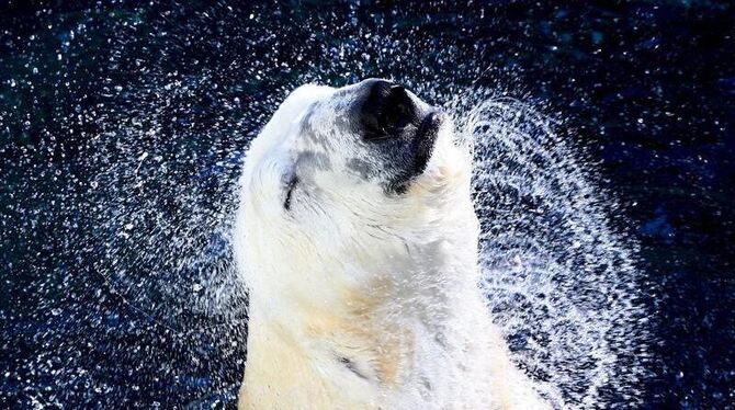 Jedes Jahr werden nach Schätzungen 800 Eisbären erlegt. Foto: Jeon Heon-Kyun