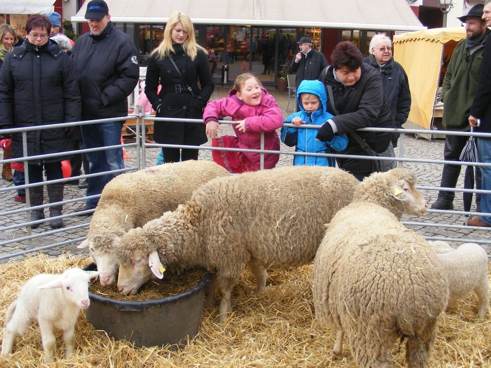 Lamm-Event Bad Urach 2013